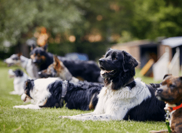 Grupo de trabajo con perros en Móstoles dvsWEB