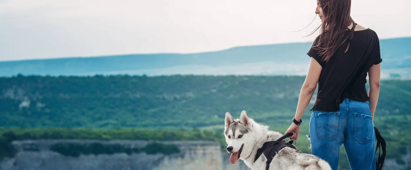 Portada dvsdog image